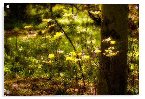 Woodland Leaves Acrylic by Mark Llewellyn