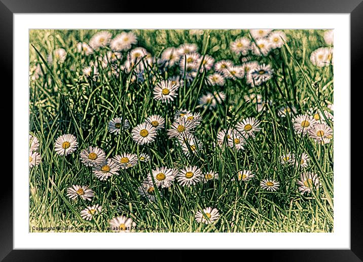 Daisy Carpet Framed Mounted Print by Julie Coe