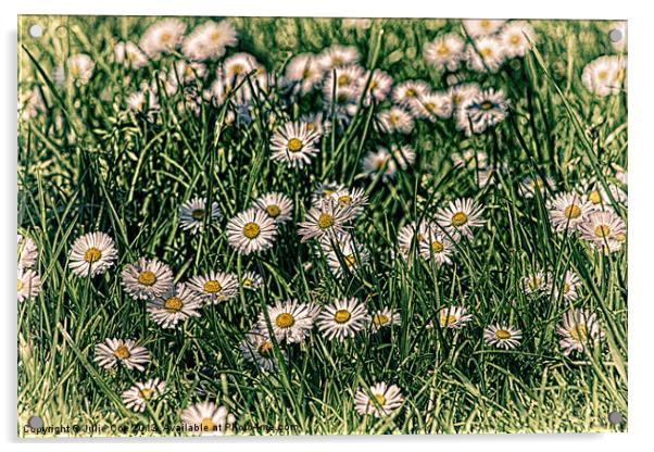 Daisy Carpet Acrylic by Julie Coe