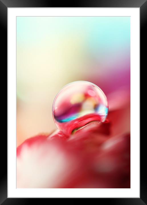 Dreamy Droplet Framed Mounted Print by Sharon Johnstone