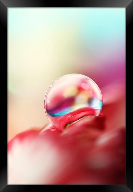 Dreamy Droplet Framed Print by Sharon Johnstone