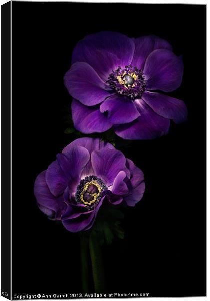 Two Purple Anemones Canvas Print by Ann Garrett