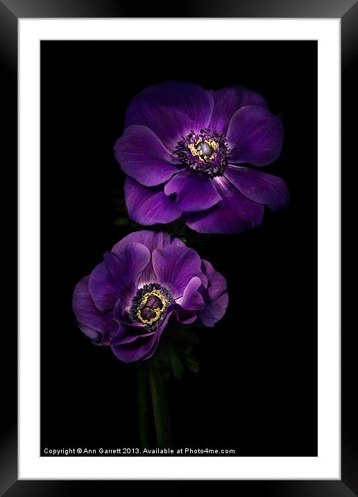Two Purple Anemones Framed Mounted Print by Ann Garrett