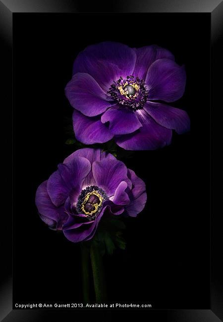 Two Purple Anemones Framed Print by Ann Garrett