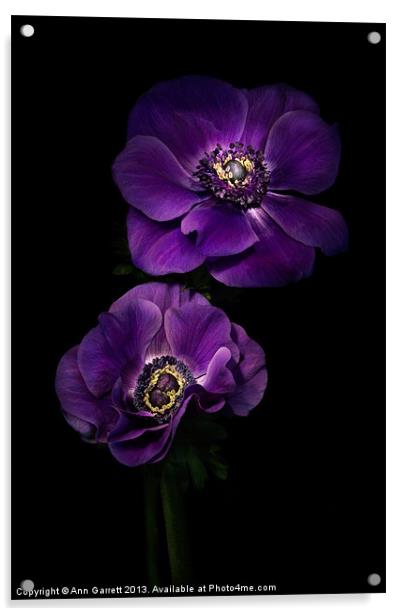 Two Purple Anemones Acrylic by Ann Garrett