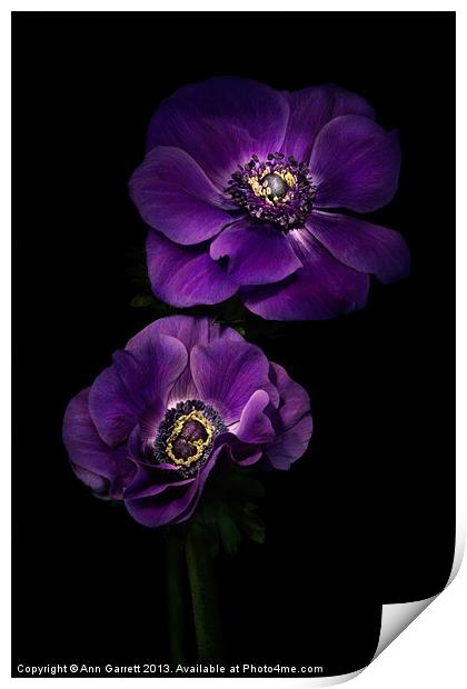 Two Purple Anemones Print by Ann Garrett