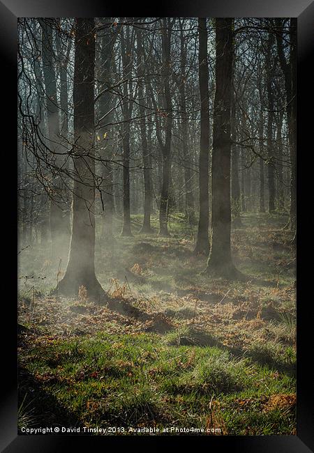 Misty Beech Framed Print by David Tinsley