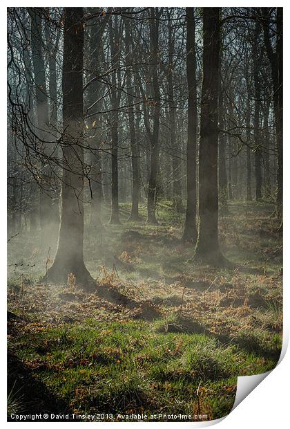 Misty Beech Print by David Tinsley