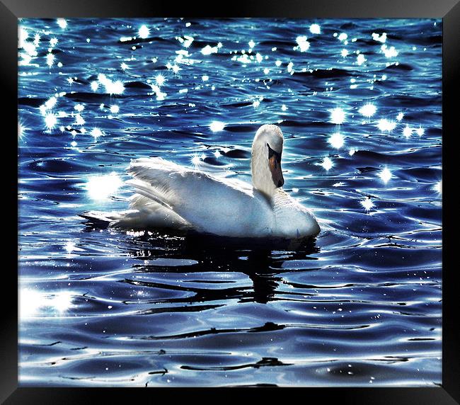Swan Framed Print by Matthew Laming