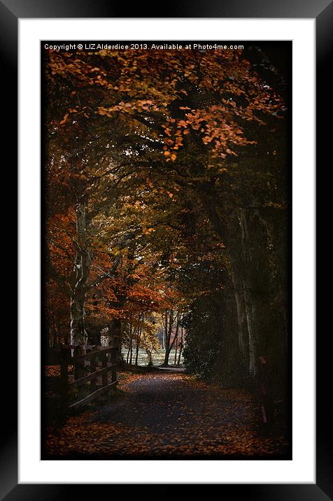 Scottish Woodland Framed Mounted Print by LIZ Alderdice