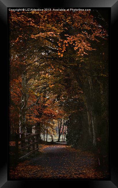 Scottish Woodland Framed Print by LIZ Alderdice