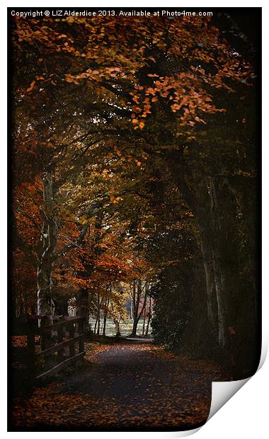 Scottish Woodland Print by LIZ Alderdice