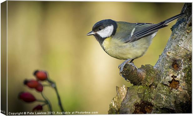 Great Tit (Parus major) Canvas Print by Pete Lawless