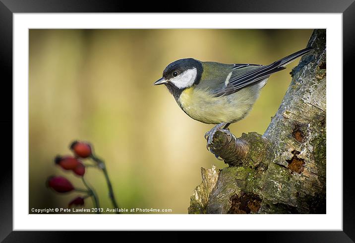 Great Tit (Parus major) Framed Mounted Print by Pete Lawless