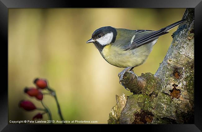 Great Tit (Parus major) Framed Print by Pete Lawless