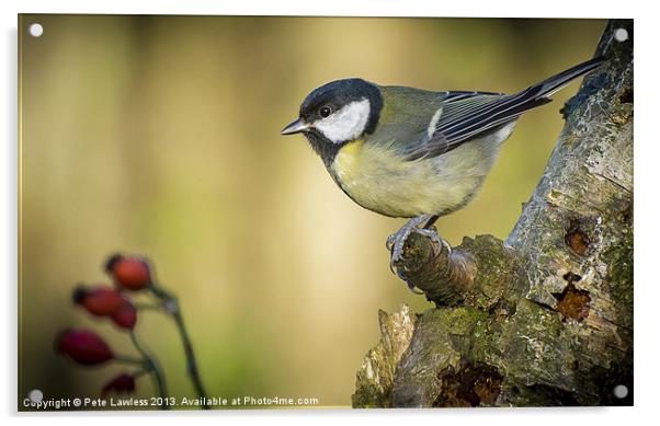 Great Tit (Parus major) Acrylic by Pete Lawless