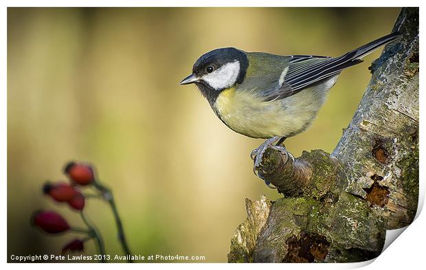 Great Tit (Parus major) Print by Pete Lawless