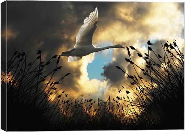 Flight of the Swan Canvas Print by Matthew Laming