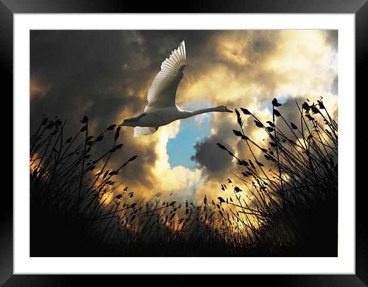 Flight of the Swan Framed Mounted Print by Matthew Laming