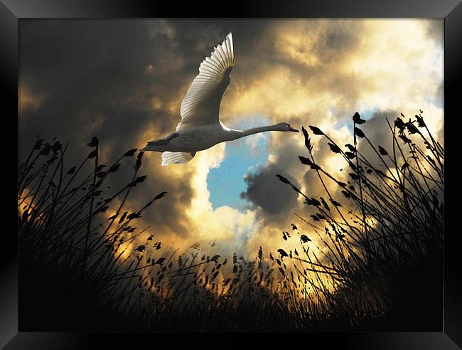 Flight of the Swan Framed Print by Matthew Laming