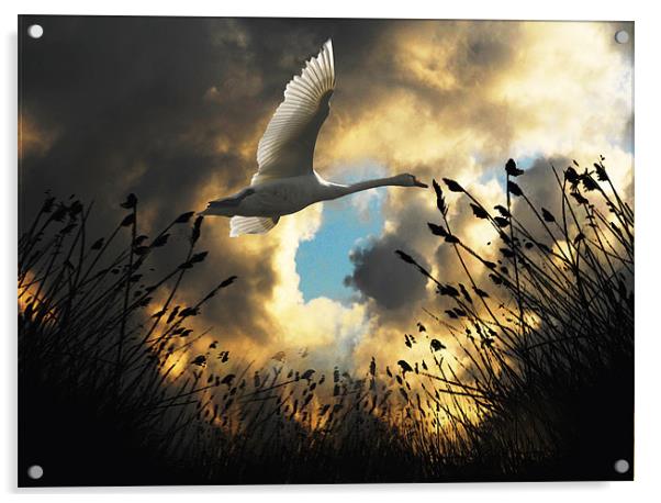 Flight of the Swan Acrylic by Matthew Laming