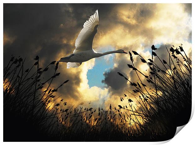 Flight of the Swan Print by Matthew Laming