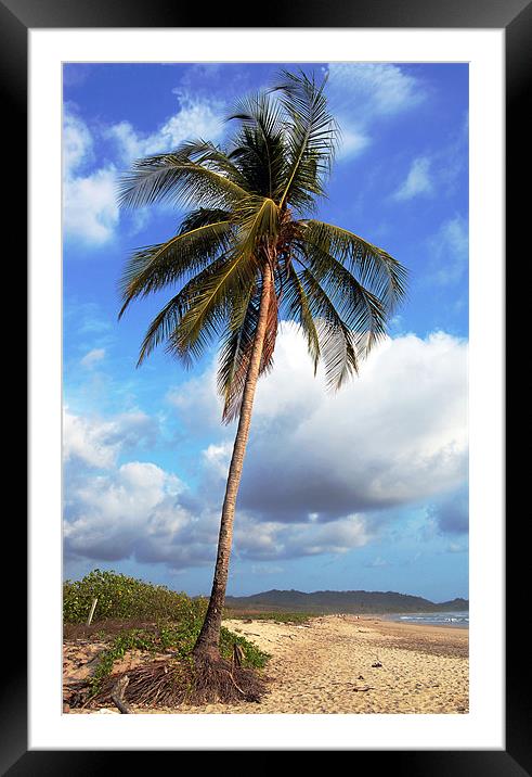 Corrected Palm Tree  Framed Mounted Print by james balzano, jr.