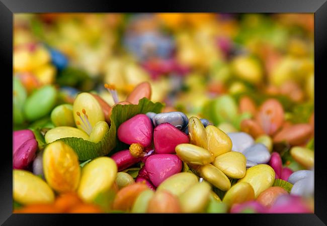 Flower Sweeties Framed Print by Stuart Gennery