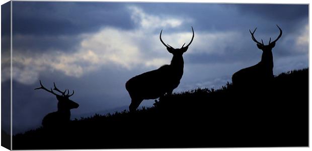 Stags silhouette Canvas Print by Macrae Images