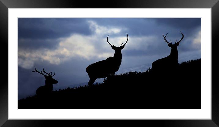 Stags silhouette Framed Mounted Print by Macrae Images