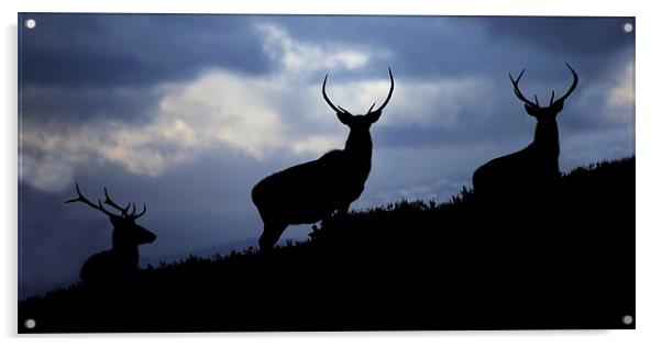 Stags silhouette Acrylic by Macrae Images