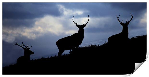 Stags silhouette Print by Macrae Images