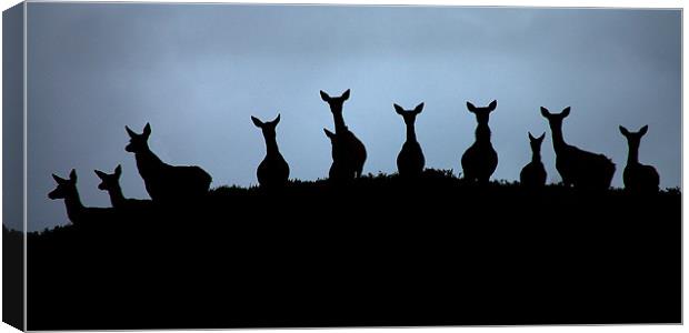Red deer silhouettes Canvas Print by Macrae Images