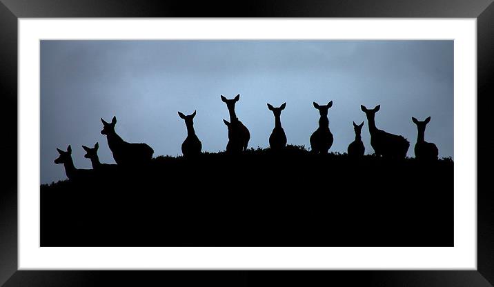 Red deer silhouettes Framed Mounted Print by Macrae Images