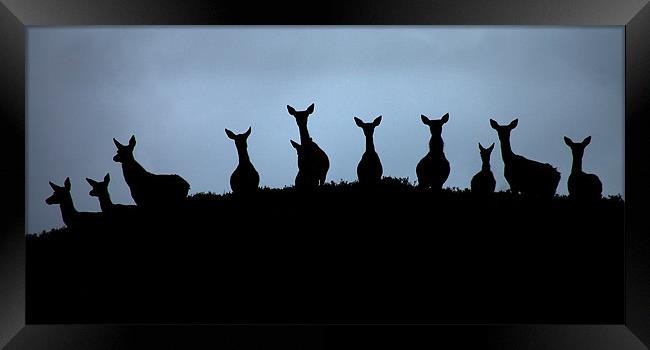 Red deer silhouettes Framed Print by Macrae Images