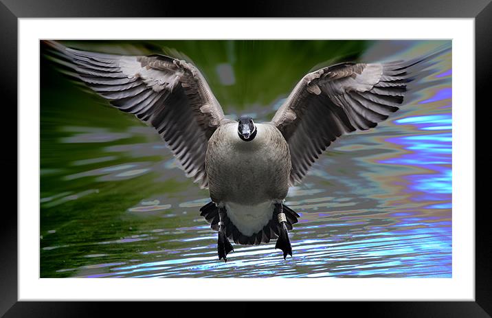 Canadian Goose Framed Mounted Print by Simon West