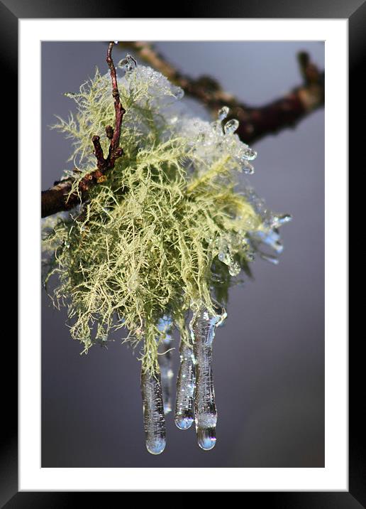 Iced Lichen brecon beacons Framed Mounted Print by simon powell