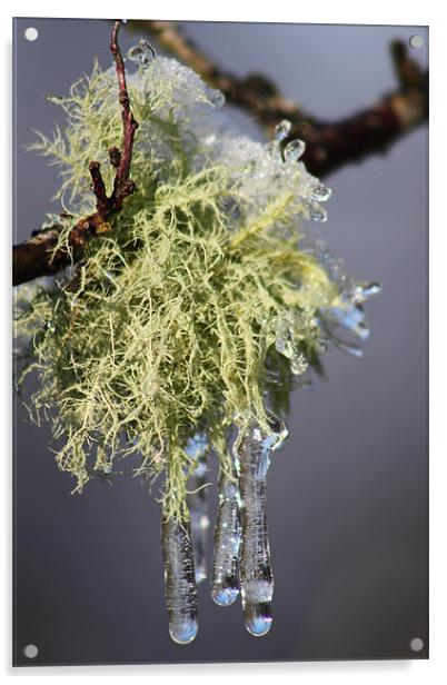 Iced Lichen brecon beacons Acrylic by simon powell