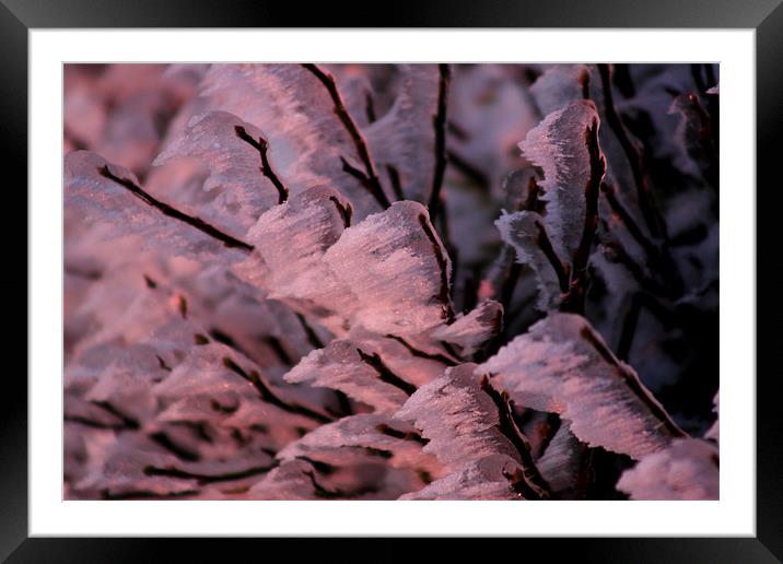 blast frozen heather, brecon beacons Framed Mounted Print by simon powell