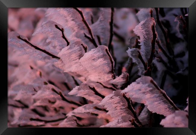 blast frozen heather, brecon beacons Framed Print by simon powell