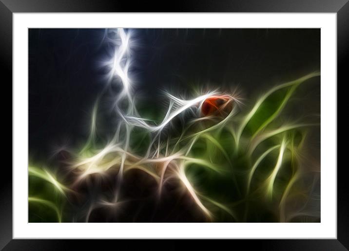 Fish in Light Framed Mounted Print by Mark Brindle
