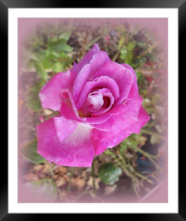 Lilac Rose. Framed Mounted Print by Jacqui Kilcoyne