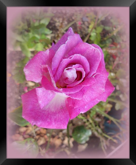 Lilac Rose. Framed Print by Jacqui Kilcoyne