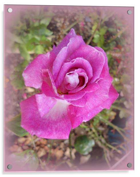 Lilac Rose. Acrylic by Jacqui Kilcoyne