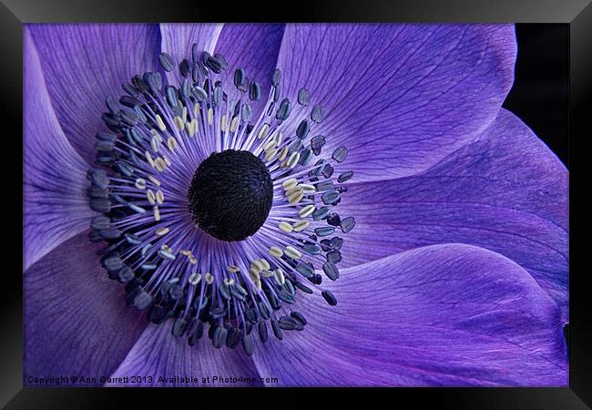 Purple Anemone Framed Print by Ann Garrett