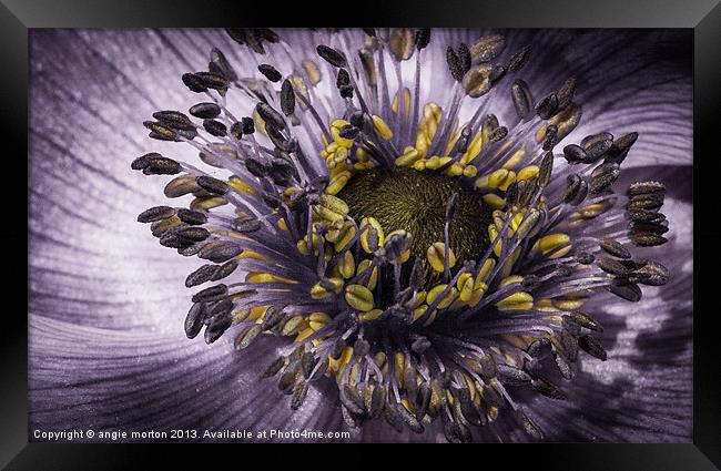 Blue Anemone Framed Print by Angie Morton