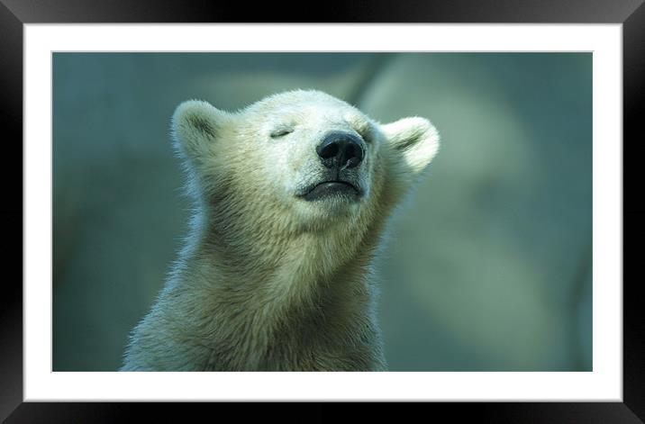polar bear cub Framed Mounted Print by Jo Beerens