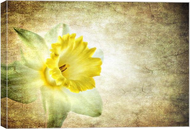 the daffodil Canvas Print by meirion matthias