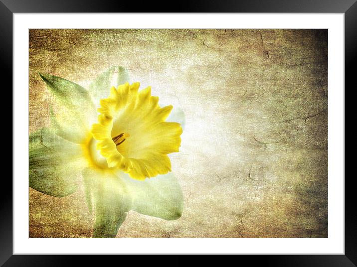 the daffodil Framed Mounted Print by meirion matthias