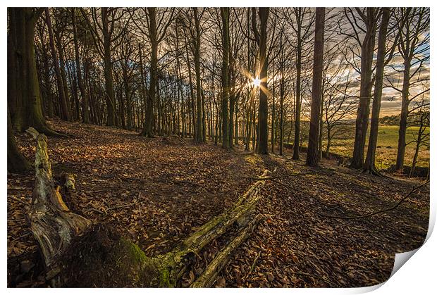 Sun through the Trees Print by Phil Tinkler